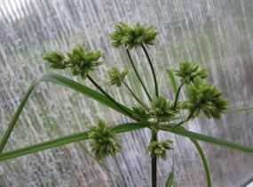 Šáchor - Cyperus glaber