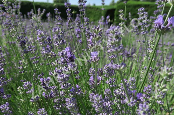 Levandule úzkolistá 'Munstead Strain' - Lavandula angustifolia 'Munstead Strain'