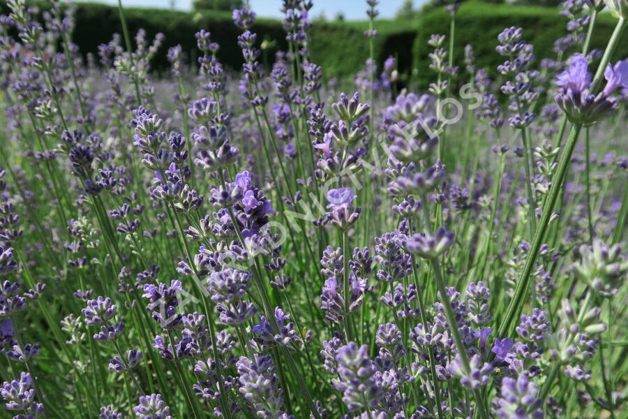 Levandule úzkolistá 'Munstead Strain' - Lavandula angustifolia 'Munstead Strain'