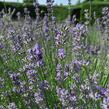 Levandule úzkolistá 'Munstead Strain' - Lavandula angustifolia 'Munstead Strain'