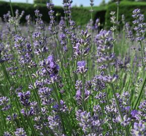 Levandule úzkolistá 'Munstead Strain' - Lavandula angustifolia 'Munstead Strain'