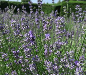 Levandule úzkolistá 'Munstead Strain' - Lavandula angustifolia 'Munstead Strain'