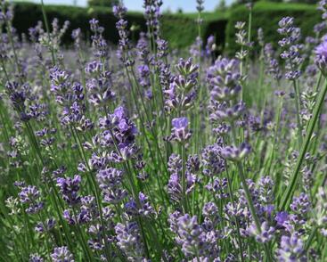 Levandule úzkolistá 'Munstead Strain'