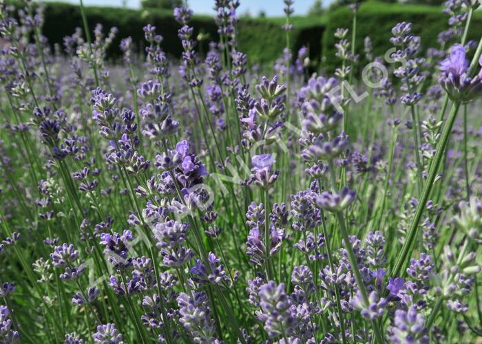Levandule úzkolistá 'Munstead Strain' - Lavandula angustifolia 'Munstead Strain'