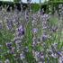 levandule-uzkolista-munstead-strain.jpg