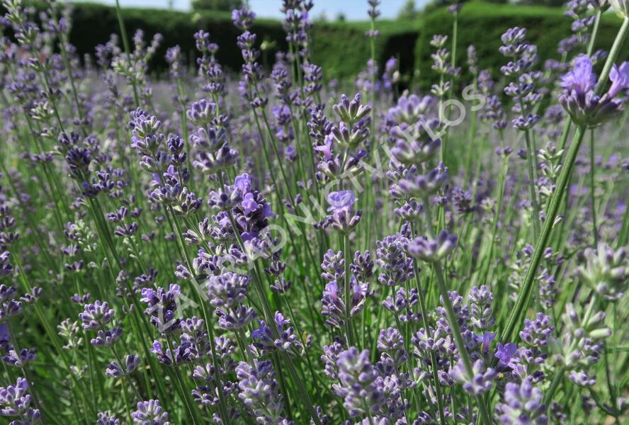 Levandule úzkolistá 'Munstead Strain' - Lavandula angustifolia 'Munstead Strain'