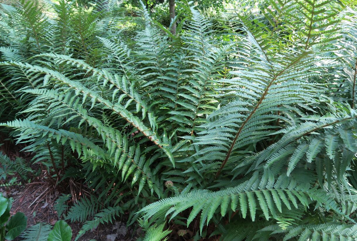 Kapraď rezavá - Dryopteris affinis