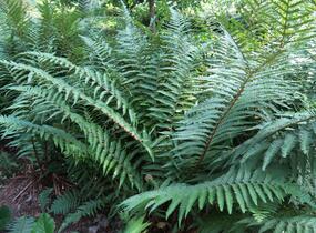 Kapraď rezavá - Dryopteris affinis