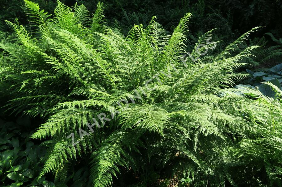 Papratka samičí - Athyrium filix-femina
