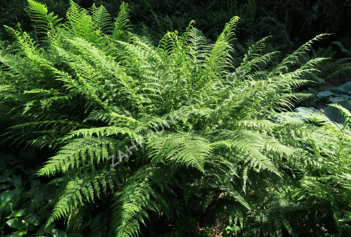 Papratka samičí - Athyrium filix-femina