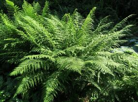 Papratka samičí - Athyrium filix-femina