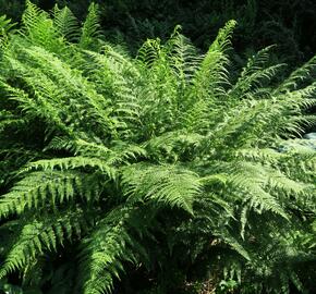 Papratka samičí - Athyrium filix-femina