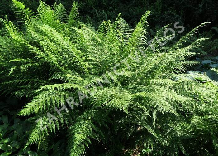 Papratka samičí - Athyrium filix-femina