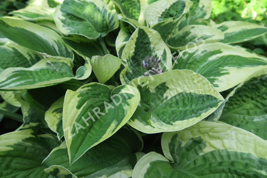 Bohyška 'Wide Brim' - Hosta 'Wide Brim'