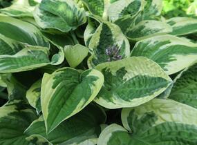 Bohyška 'Wide Brim' - Hosta 'Wide Brim'