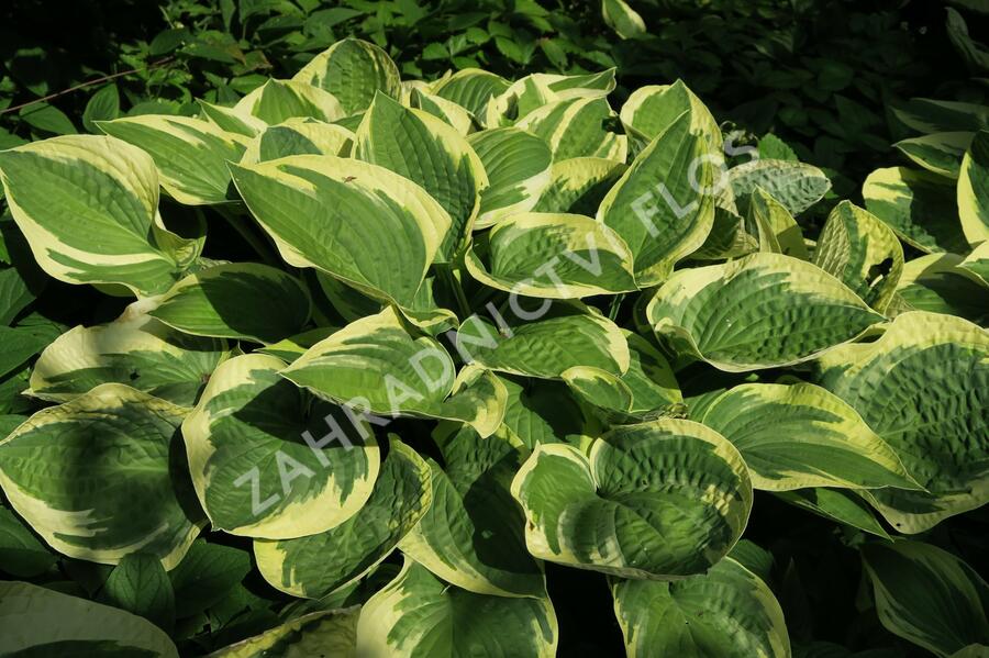 Bohyška 'Wide Brim' - Hosta 'Wide Brim'