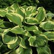 Bohyška 'Wide Brim' - Hosta 'Wide Brim'