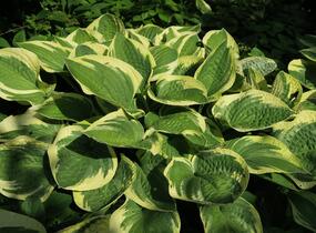 Bohyška 'Wide Brim' - Hosta 'Wide Brim'