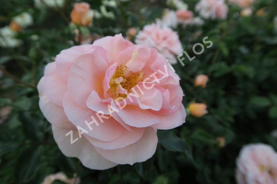 Růže mnohokvětá Kordes 'Sangerhäuser Jubiläums-Rose' ('Cervia') - Rosa MK 'Sangerhäuser Jubiläums-Rose' ('Cervia')