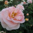 Růže mnohokvětá Kordes 'Sangerhäuser Jubiläums-Rose' ('Cervia') - Rosa MK 'Sangerhäuser Jubiläums-Rose' ('Cervia')