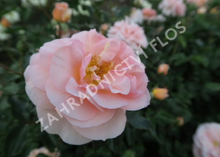 Růže mnohokvětá Kordes 'Sangerhäuser Jubiläums-Rose' ('Cervia') - Rosa MK 'Sangerhäuser Jubiläums-Rose' ('Cervia')