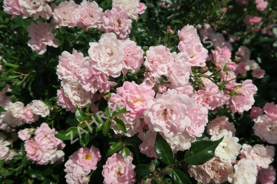 Růže půdopokryvná 'The Fairy' - Rosa PK 'The Fairy'