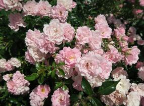 Růže půdopokryvná 'The Fairy' - Rosa PK 'The Fairy'