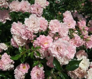 Růže půdopokryvná 'The Fairy' - Rosa PK 'The Fairy'