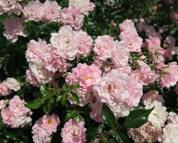 Růže půdopokryvná 'The Fairy'