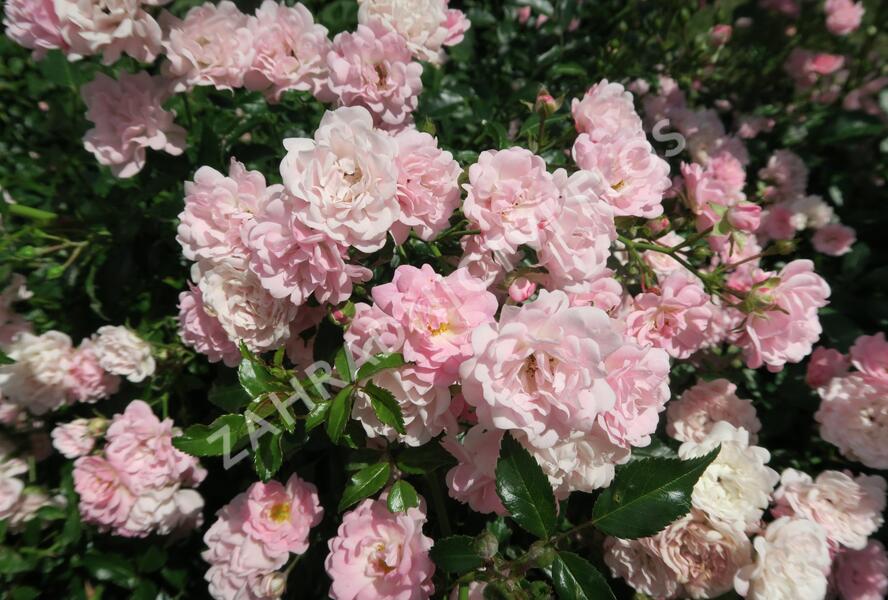 Růže půdopokryvná 'The Fairy' - Rosa PK 'The Fairy'