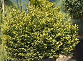 Tis červený - koule - Taxus baccata - koule