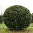 Tis červený - koule - Taxus baccata - koule