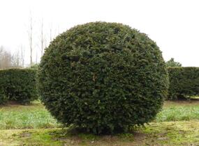 Tis červený - koule - Taxus baccata - koule