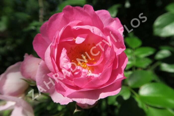 Růže pnoucí Kordes 'Jasmina' - Rosa PN 'Jasmina'