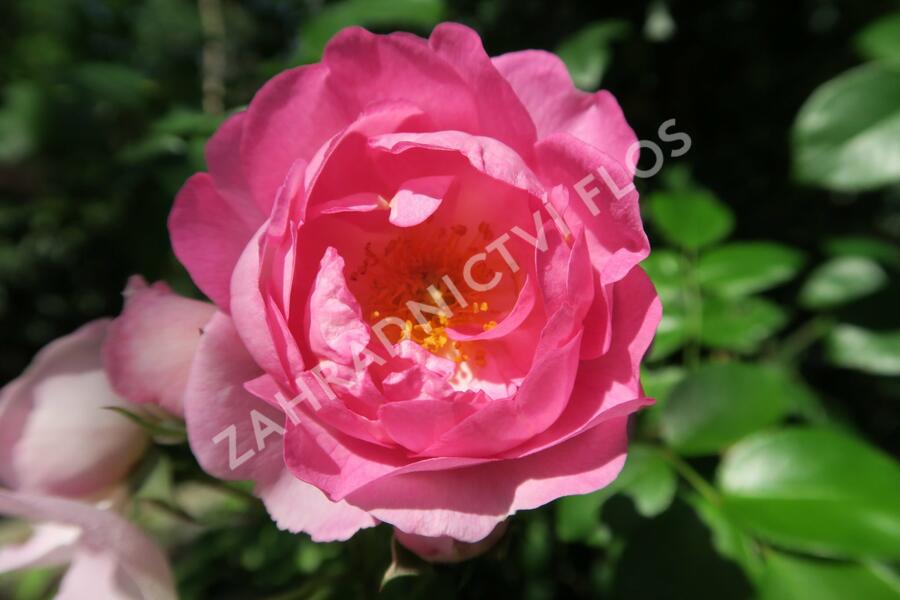 Růže pnoucí Kordes 'Jasmina' - Rosa PN 'Jasmina'