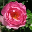 Růže pnoucí Kordes 'Jasmina' - Rosa PN 'Jasmina'