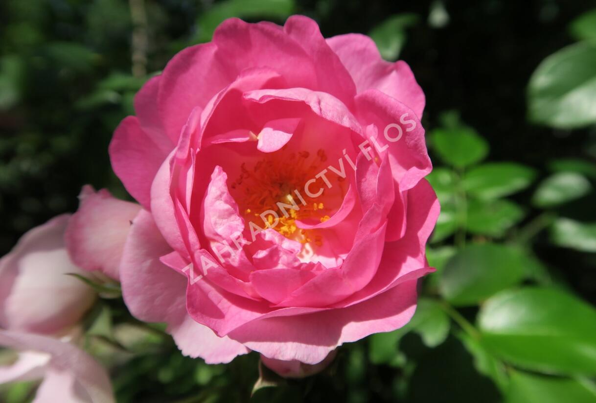 Růže pnoucí Kordes 'Jasmina' - Rosa PN 'Jasmina'