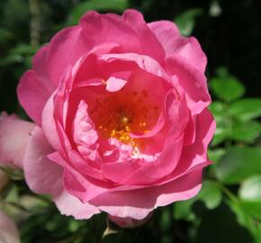 Růže pnoucí Kordes 'Jasmina' - Rosa PN 'Jasmina'