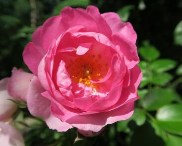 Růže pnoucí Kordes 'Jasmina'