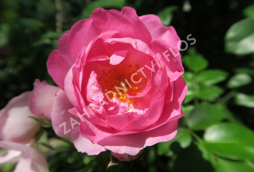 Růže pnoucí Kordes 'Jasmina' - Rosa PN 'Jasmina'