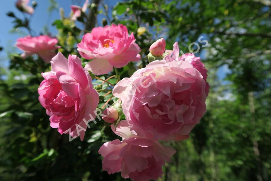 Růže pnoucí Kordes 'Jasmina' - Rosa PN 'Jasmina'