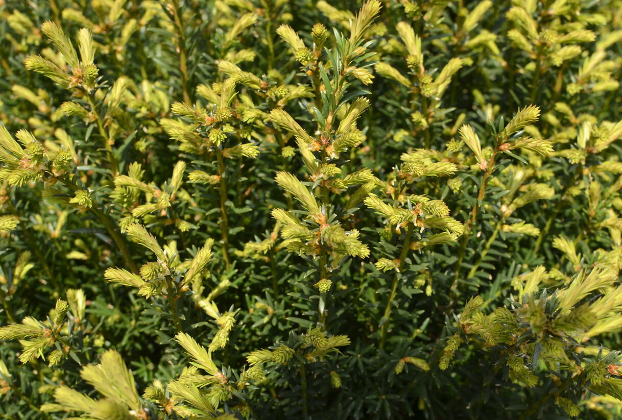 Tis červený - Taxus baccata