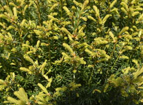 Tis červený - Taxus baccata