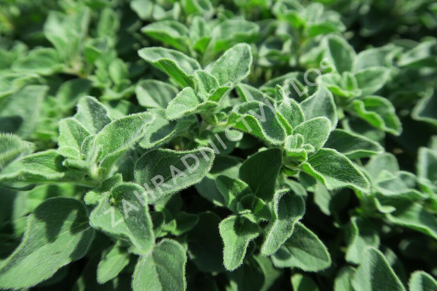 Oregano (Dobromysl) obecné 'Poncho' - Origanum vulgare 'Poncho'