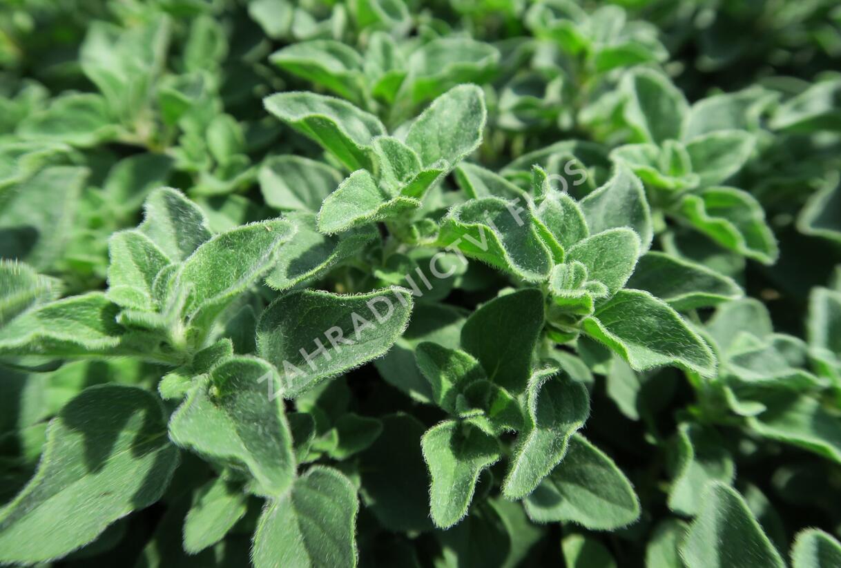 Oregano obecné, dobromysl 'Poncho' - Origanum vulgare 'Poncho'