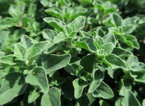 Oregano obecné, dobromysl 'Poncho' - Origanum vulgare 'Poncho'