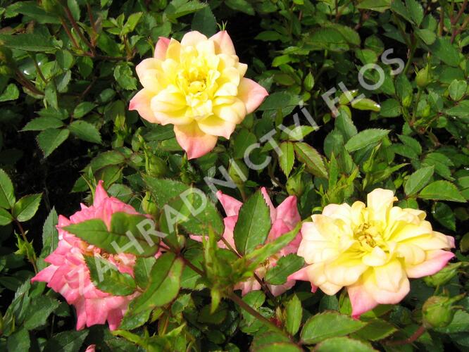 Růže mini 'Tricolor' - Rosa MI 'Tricolor'