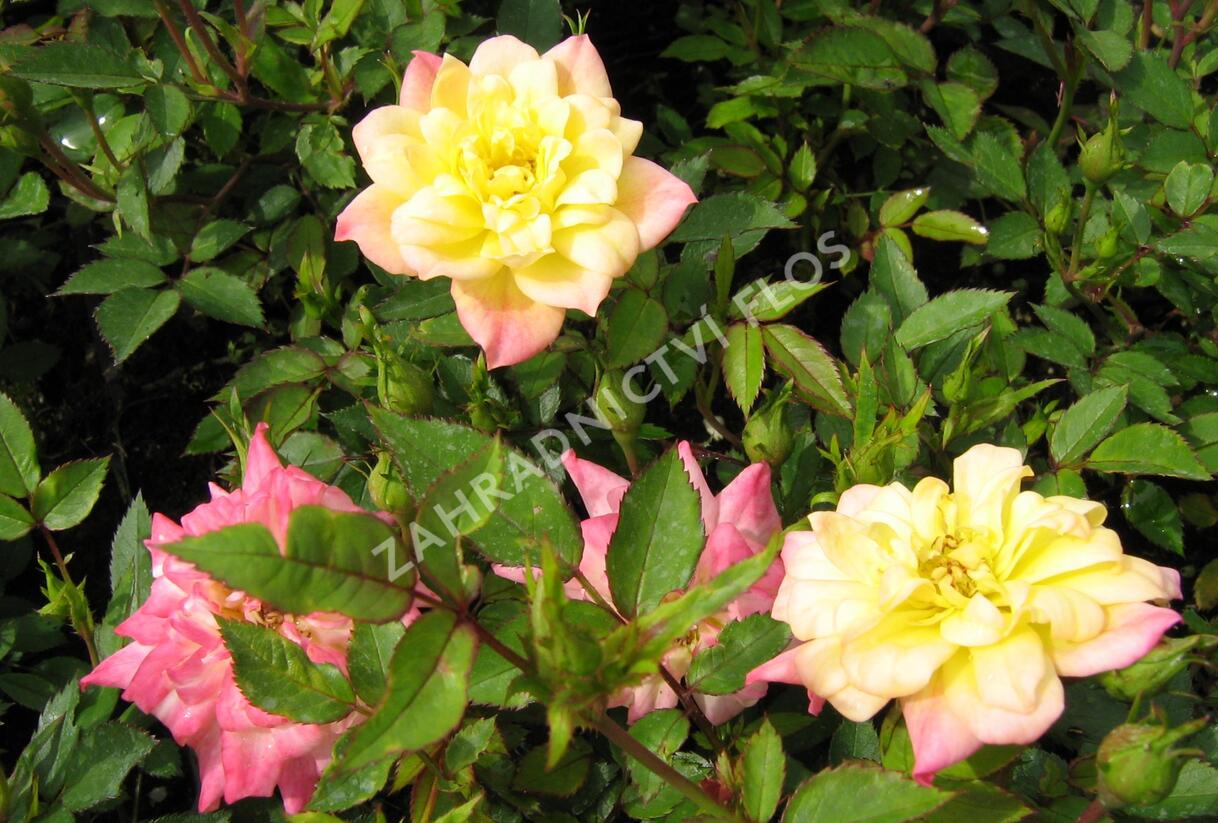 Růže miniaturní 'Tricolor' - Rosa MI 'Tricolor'