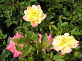 Růže miniaturní 'Tricolor' - Rosa MI 'Tricolor'