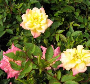 Růže mini 'Tricolor' - Rosa MI 'Tricolor'